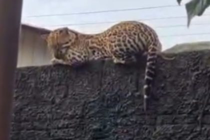 Jaguatirica é flagrada em muro de casa no Amazonas