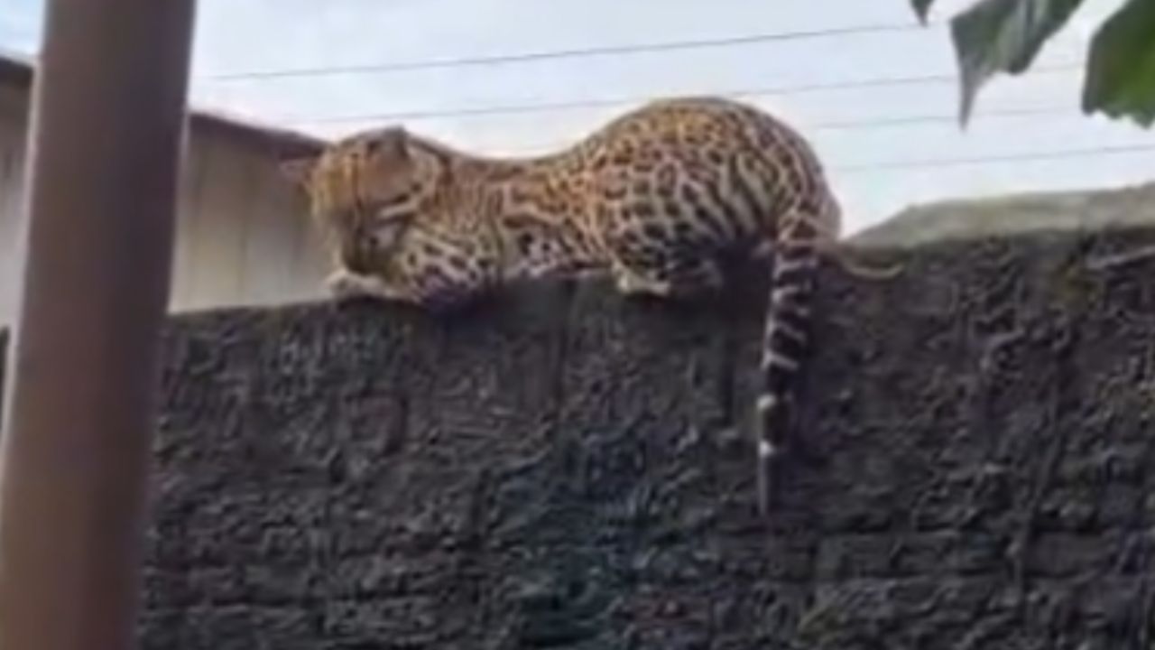 Jaguatirica é flagrada em muro de casa no Amazonas