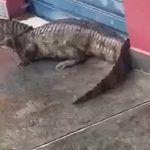 Jacaré é capturado por moradores durante chuva no bairro Coroado, em Manaus