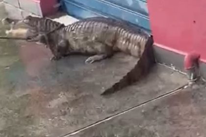 Jacaré é capturado por moradores durante chuva no bairro Coroado, em Manaus