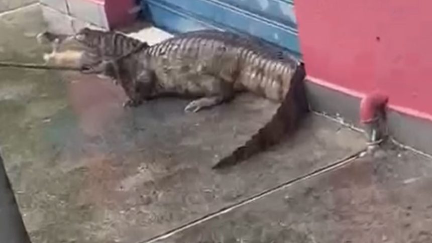 Jacaré é capturado por moradores durante chuva no bairro Coroado, em Manaus