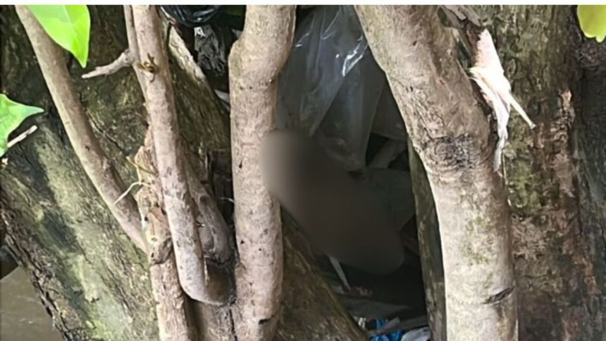 Segunda perna humana é encontrada próximo a igarapé em Manaus