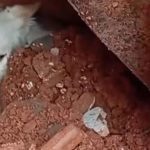 Vídeo mostra resgate de cachorro em escombros após desabamento em Juiz de Fora