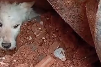 Vídeo mostra resgate de cachorro em escombros após desabamento em Juiz de Fora