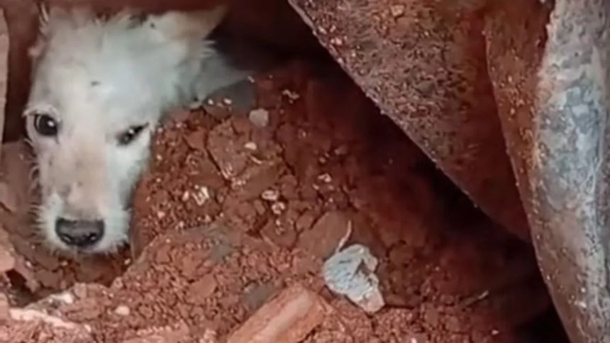 Vídeo mostra resgate de cachorro em escombros após desabamento em Juiz de Fora