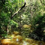 Fungo amazônico pode controlar doenças agrícolas e gerar novos antibióticos