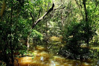 Fungo amazônico pode controlar doenças agrícolas e gerar novos antibióticos