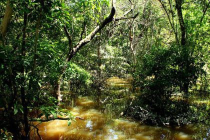 Fungo amazônico pode controlar doenças agrícolas e gerar novos antibióticos