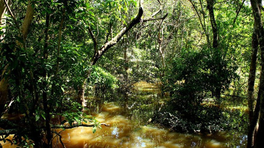 Fungo amazônico pode controlar doenças agrícolas e gerar novos antibióticos