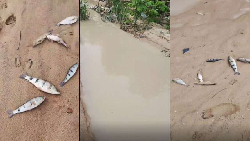 Dois anos após denúncia, moradores voltam a relatar poluição e morte de peixes por fábrica no Distrito Industrial