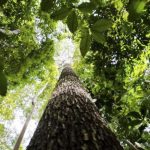 Alertas de desmatamento na Amazônia registram queda de 35%, aponta INPE