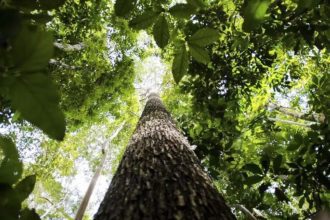 Alertas de desmatamento na Amazônia registram queda de 35%, aponta INPE