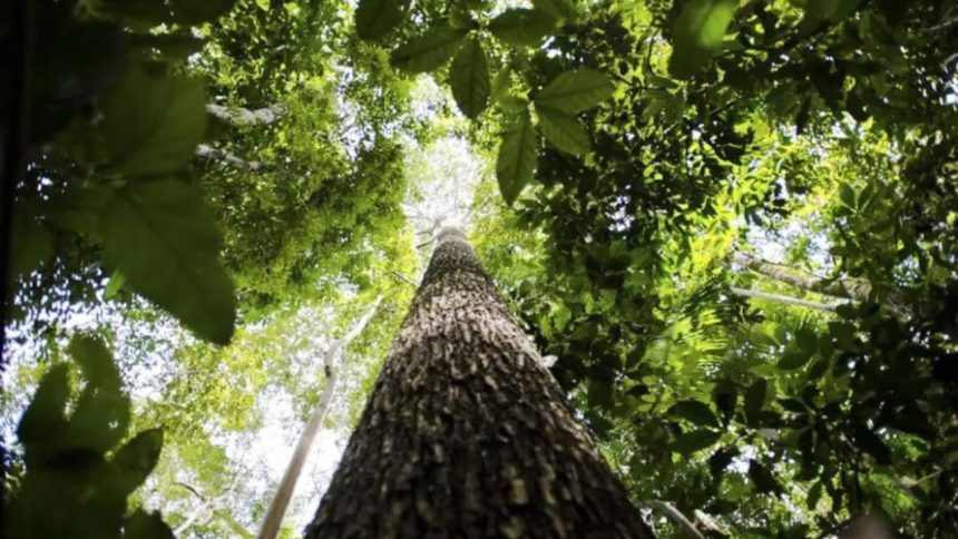 Alertas de desmatamento na Amazônia registram queda de 35%, aponta INPE