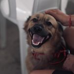 Castramóvel leva agendamento gratuito para castração no Tarumã