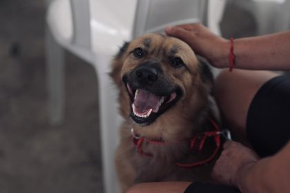 Castramóvel leva agendamento gratuito para castração no Tarumã