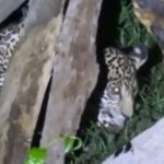 Filhote de onça é encontrado em residência em Itacoatiara