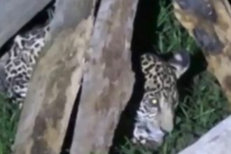 Filhote de onça é encontrado em residência em Itacoatiara