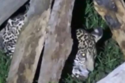 Filhote de onça é encontrado em residência em Itacoatiara