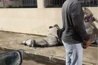 Policial e cavalo ficam feridos após animal se assustar com fogos