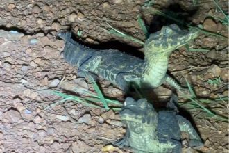 Cena rara: vários filhotes de jacaré aparecem no Pantanal Sul