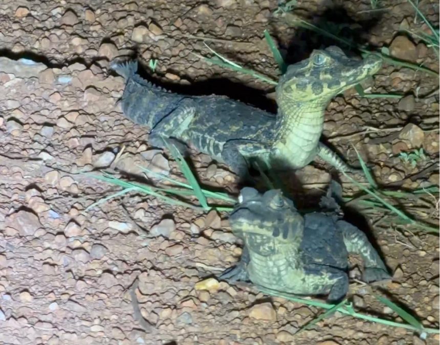 Cena rara: vários filhotes de jacaré aparecem no Pantanal Sul