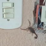 Homem toma susto ao encontrar escorpião escondido em tomada