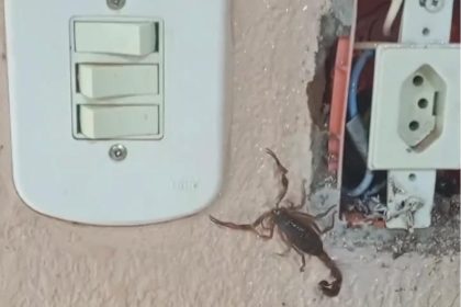 Homem toma susto ao encontrar escorpião escondido em tomada