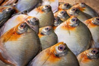 Amazonas registrou casos de "doença da urina preta"