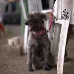 Mutirão oferece serviços gratuitos para cães e gatos em Manaus