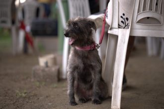 Mutirão oferece serviços gratuitos para cães e gatos em Manaus
