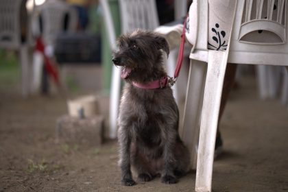 Mutirão oferece serviços gratuitos para cães e gatos em Manaus