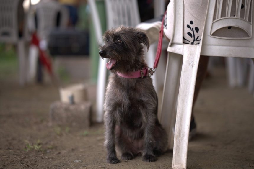 Mutirão oferece serviços gratuitos para cães e gatos em Manaus