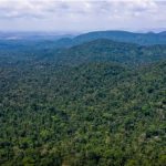 Desmatamento no Amazonas cai 32% e Amazônia registra menor índice em oito anos