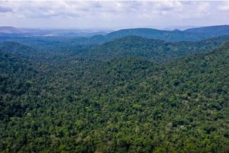 Desmatamento no Amazonas cai 32% e Amazônia registra menor índice em oito anos