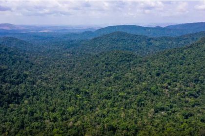 Desmatamento no Amazonas cai 32% e Amazônia registra menor índice em oito anos