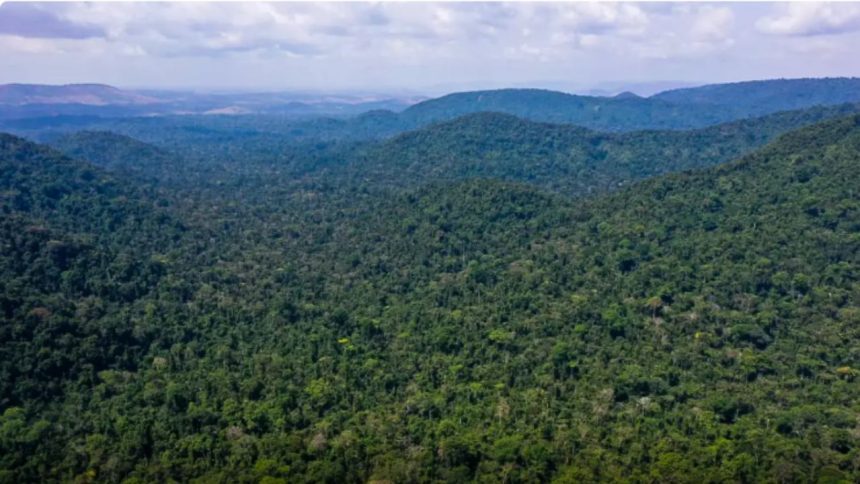 Desmatamento no Amazonas cai 32% e Amazônia registra menor índice em oito anos