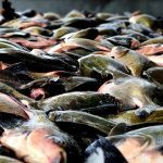 Fim do defeso libera pesca de tambaqui em todo o Amazonas