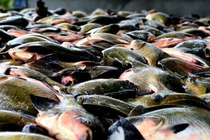 Fim do defeso libera pesca de tambaqui em todo o Amazonas