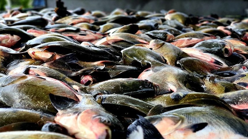 Fim do defeso libera pesca de tambaqui em todo o Amazonas