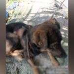 Jovem é preso por maus-tratos a cães em Manaus