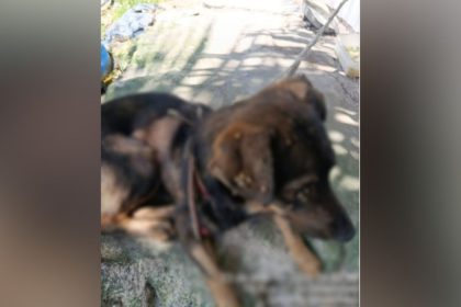 Jovem é preso por maus-tratos a cães em Manaus