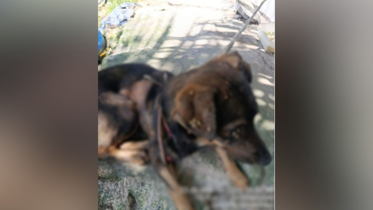 Jovem é preso por maus-tratos a cães em Manaus