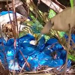 Ossada humana é localizada em área de mata às margens da AM-010