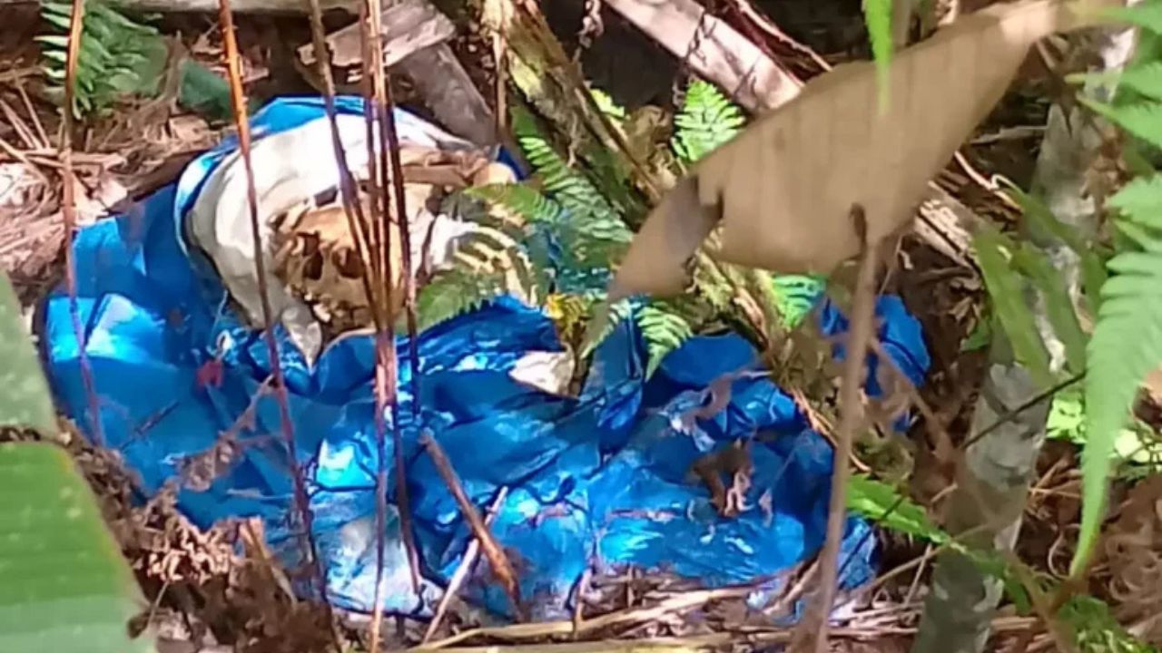 Ossada humana é localizada em área de mata às margens da AM-010