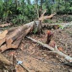 Operação ambiental aplica mais de R$ 22 mil em multas na Região Metropolitana de Manaus