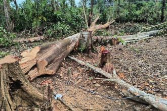 Operação ambiental aplica mais de R$ 22 mil em multas na Região Metropolitana de Manaus