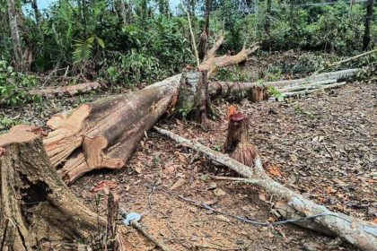 Operação ambiental aplica mais de R$ 22 mil em multas na Região Metropolitana de Manaus