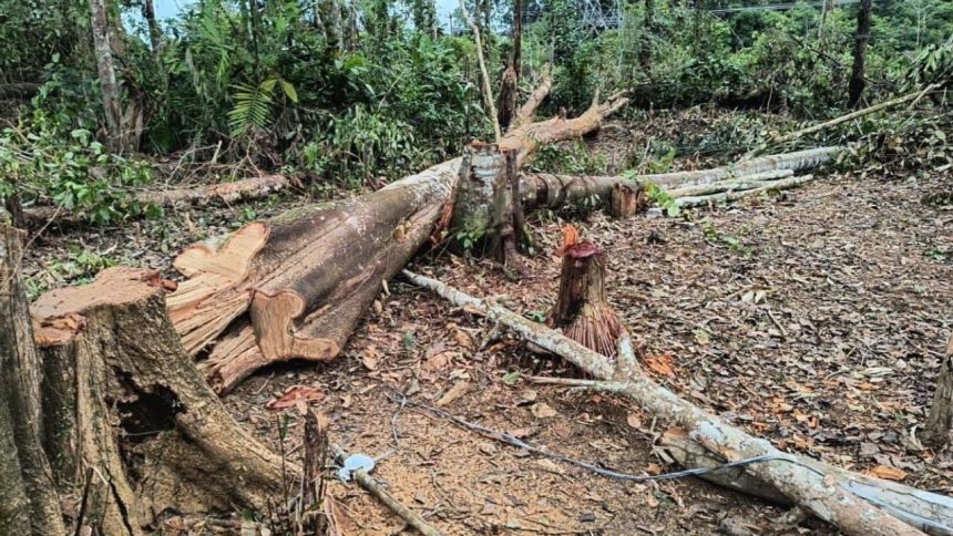 Operação ambiental aplica mais de R$ 22 mil em multas na Região Metropolitana de Manaus
