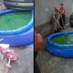 Jacaré é resgatado de piscina plástica em residência de Manaus