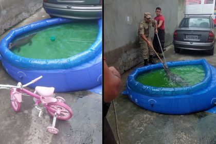 Jacaré é resgatado de piscina plástica em residência de Manaus